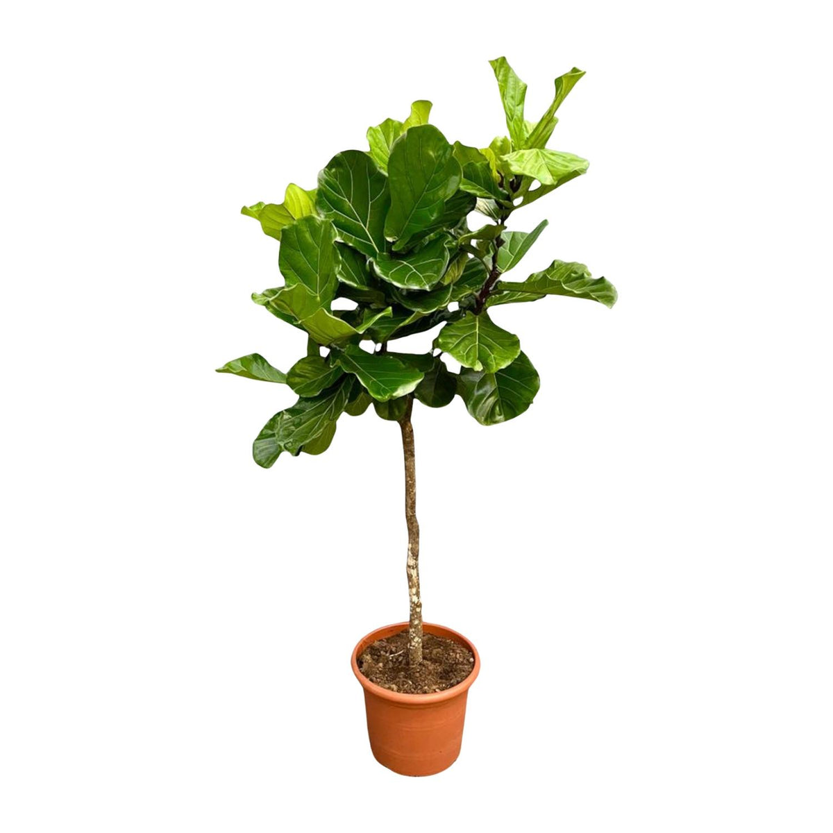 Ficus Lyrata boom XXL - 200 cm - ø40