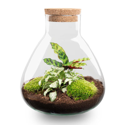 DIY terrarium - Sammie Calathea - ↕ 27 cm - No tools