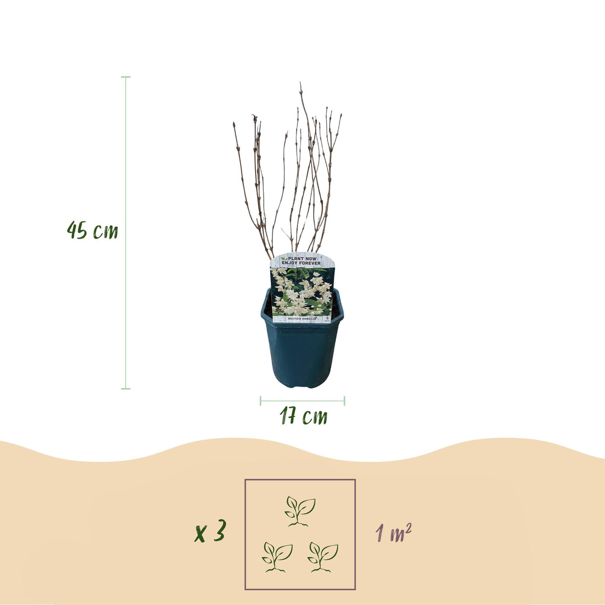Heesters -  Deutzia Gracilis - Bloem Wit - 1 Plant - Bladverliezend - Weinig Onderhoud - Pot 17cm Hoogte 45cm