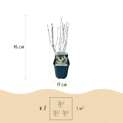 Heesters -  Deutzia Gracilis - Bloem Wit - 1 Plant - Bladverliezend - Weinig Onderhoud - Pot 17cm Hoogte 45cm