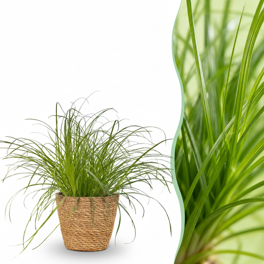 Kamerplant - Cyperus alternifolius Zumula - Kattengras - Huisdiervriendelijke Plant - Groen - 1 Plant - met Mand - Pot 12cm - Hoogte 20cm