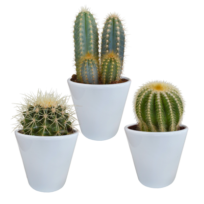 Cactus mix 8.5 cm - 3x - in witte pot