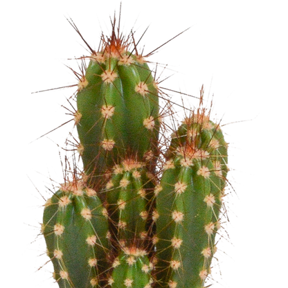 Cactus mix 5.5 cm - 5x - in witte pot