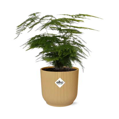 Asparagus Setaceus ‘Plumosus’ in ELHO Vibes Fold 14cm geel