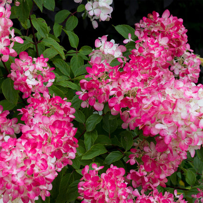 Pluim Hortensia - Hydrangea panniculata Pink Diamond - Bloem Wit Roze  - 1 Plant - Bladverliezend - Grote Bloemen - Pot 17cm Hoogte 50cm
