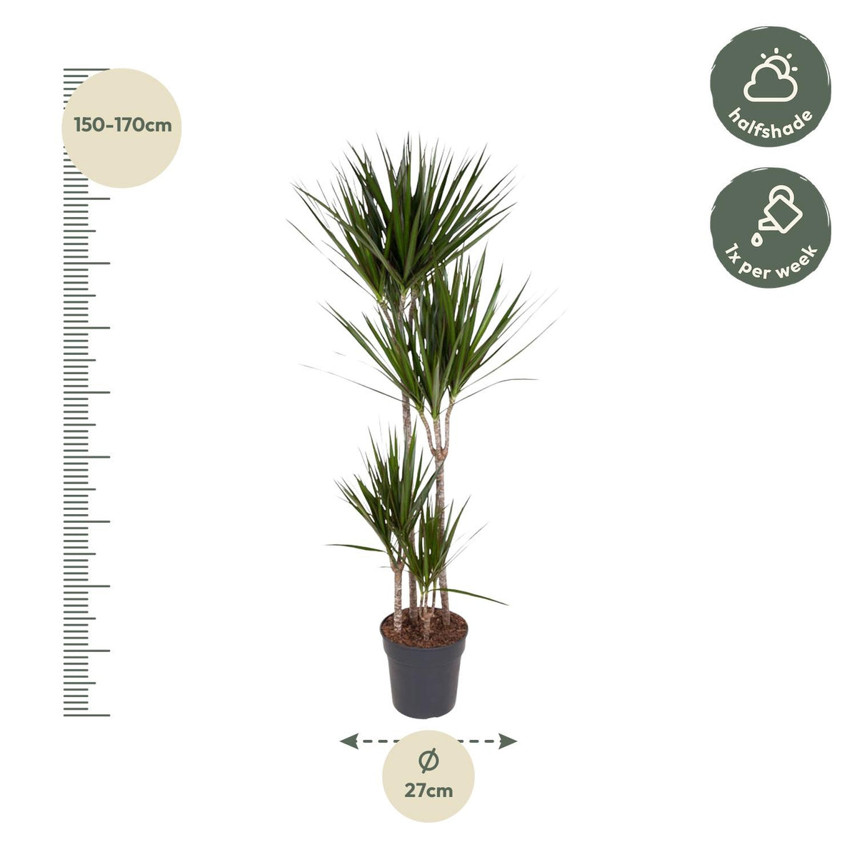 Dracaena Marginata - 180 cm - ø27