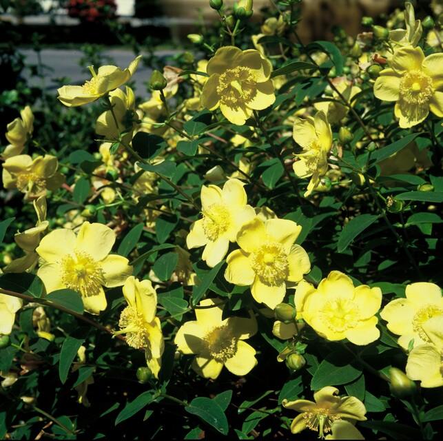 60x Hypericum 'Hidcote' - ↕10-25cm - Ø9cm