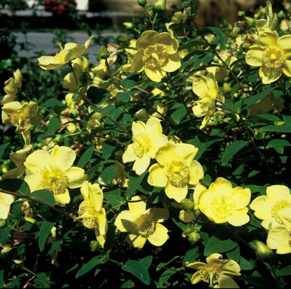 60x Hypericum 'Hidcote' - ↕10-25cm - Ø9cm