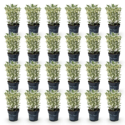 24x Euonymus japonicus White Spire - Kardinaalsmuts - Haagplanten - Groenblijvend - Wit - Groen - Pot 9cm - Hoogte 20-30cm