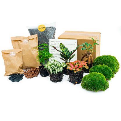 Planten terrarium navulling & Startpakket - 5 planten