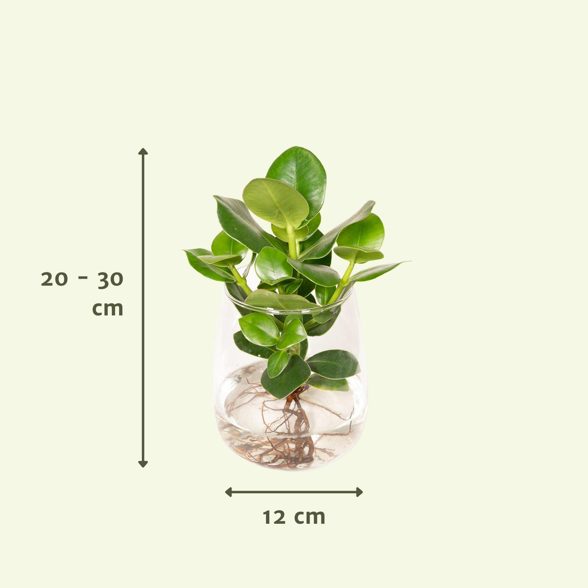 Clusia in Kingston glas - Ø12cm - ↕30cm