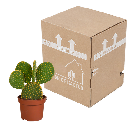 Opuntia microdasys - 12cm - zonder pot