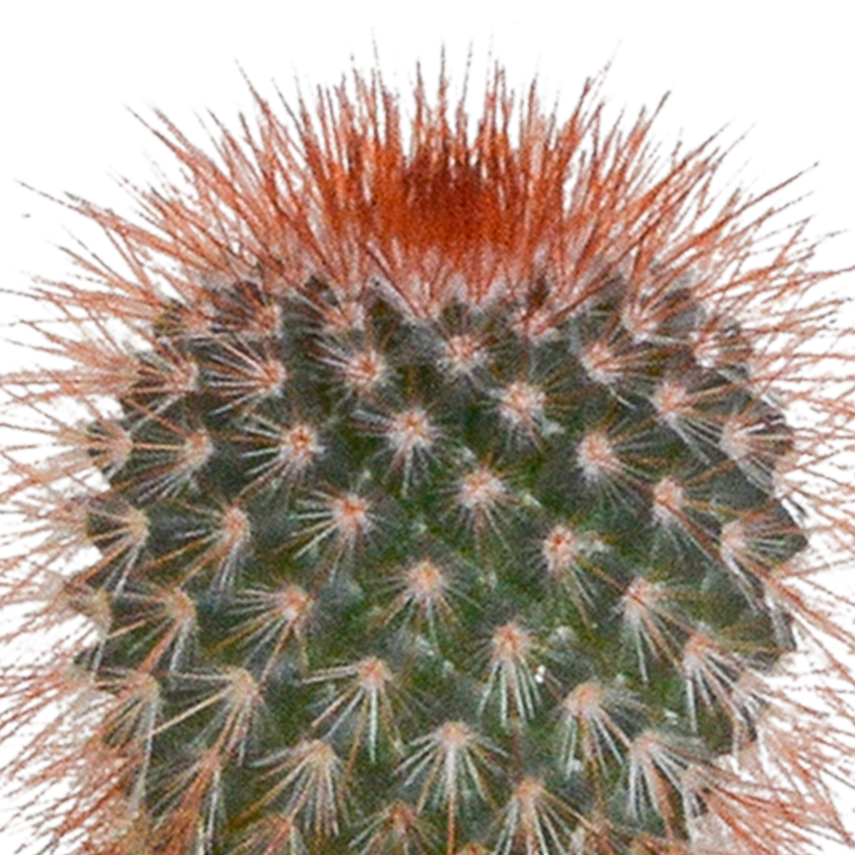 Cactus mix 5.5 cm - 5x - in witte pot