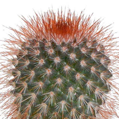 Cactus mix 5.5 cm - 5x - in witte pot