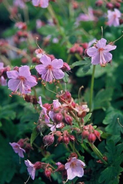 6x Geranium macr. 'Ingwersen's Var.' - ↕10-25cm - Ø9cm