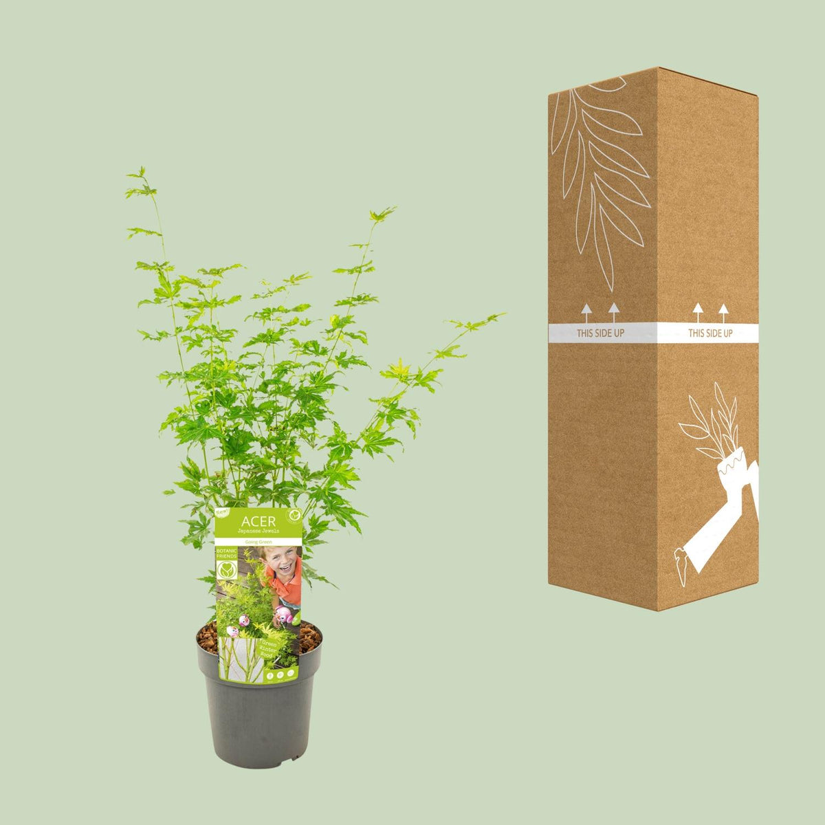 Acer palmatum Going Green - Ø19cm - ↕50cm