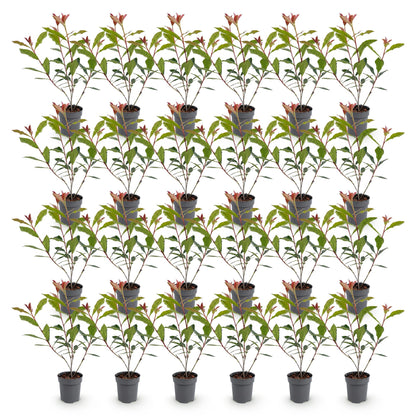 24x Photinia fraseri Carre Rouge - Glansmispel - Haagplanten - Groenblijvend - Rood - Pot 9cm - Hoogte 25-35cm