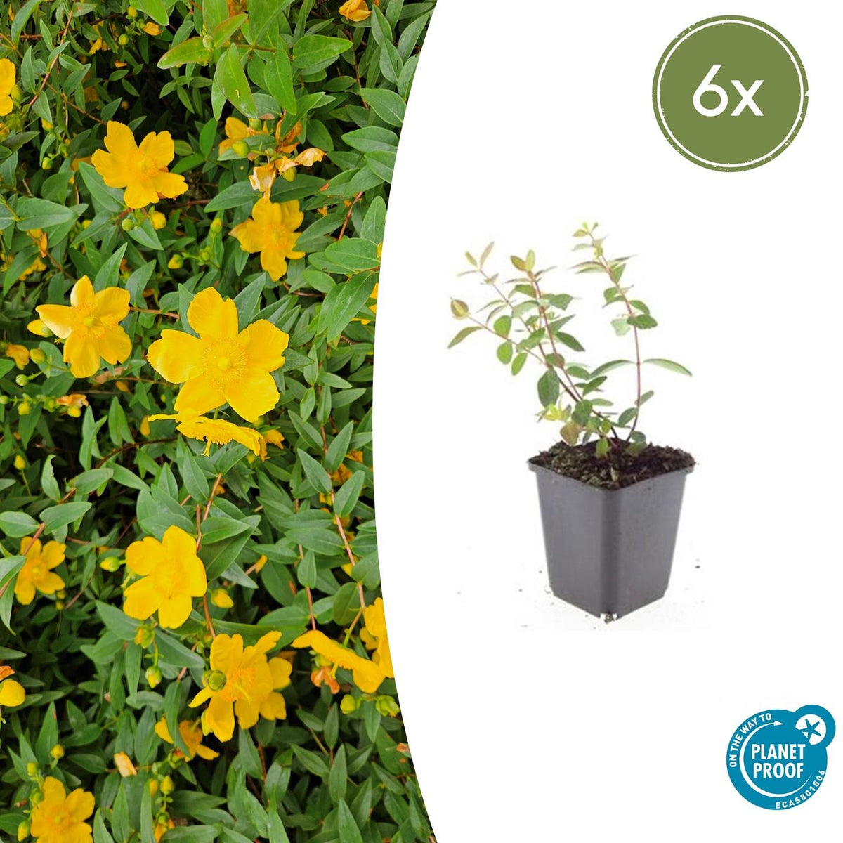 6x Hypericum dummeri 'Peter Dummer' - ↕10-25cm - Ø9cm