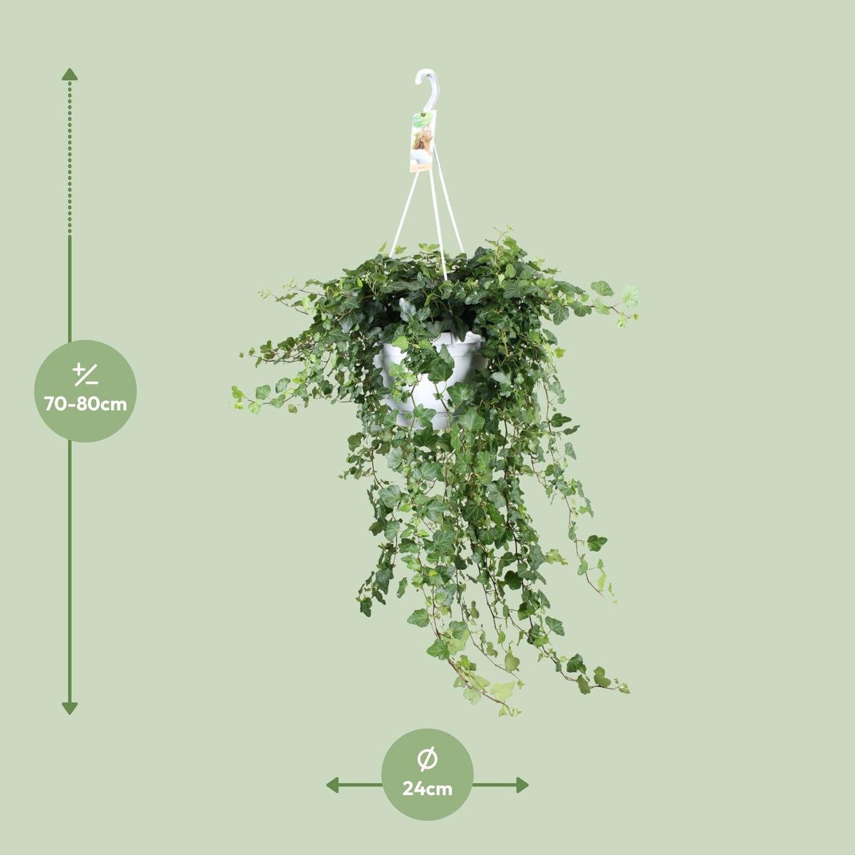 Hedera Wonder Green - Ø24cm - ↕70cm - Ø24 - ↨70cm