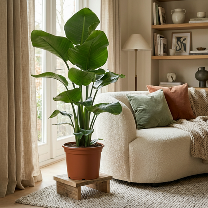 Kamerplant - Paradijsvogelplant - Stelitzia Nicolai - Groen - Weinig onderhoud - 1 Plant - Pot 19cm - Hoogte 80 - 90cm