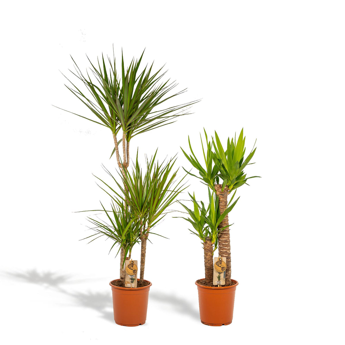 Dracaena - ↨120cm - Ø21cm + Yucca - ↨100cm - Ø21cm