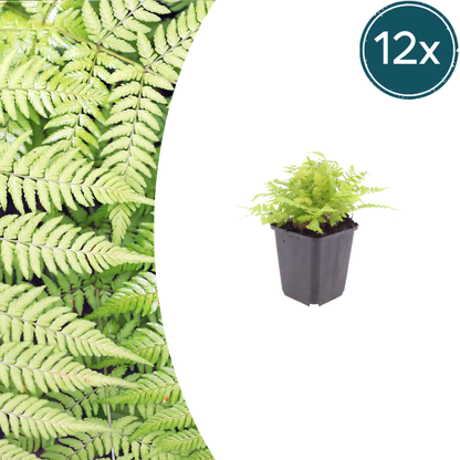 12x Dryopteris filix-mas - ↕10-25cm - Ø9cm