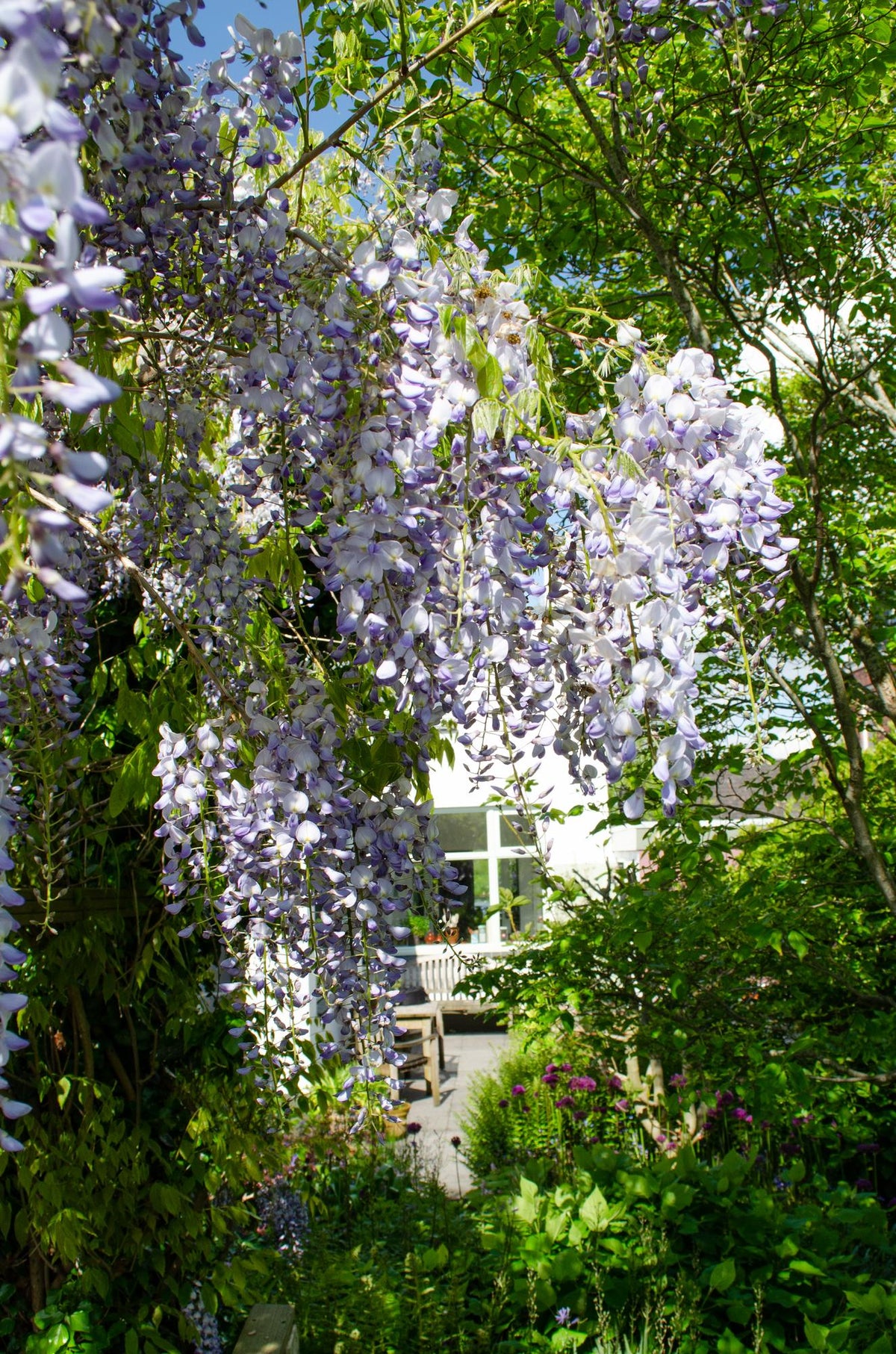 2x Wisteria sinensis 'Caroline' - ↨65cm - Ø15