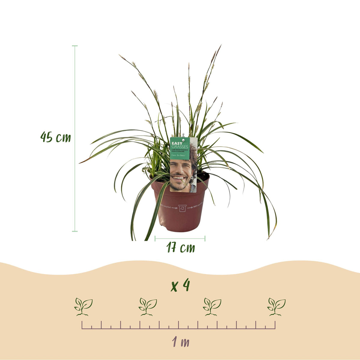 Siergrassen - Carex morrowii Ice Dance  - Wit & Groen - 1 Planten - Groenblijvend - Winterhard - Pot 17cm Hoogte 50cm