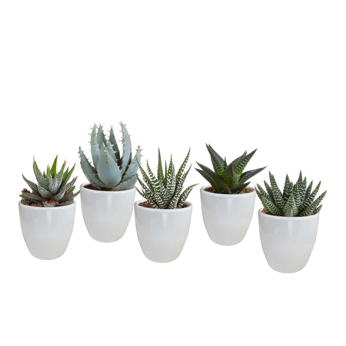 Gasteria/Haworthia mix 5,5cm - in witte pot - 5x