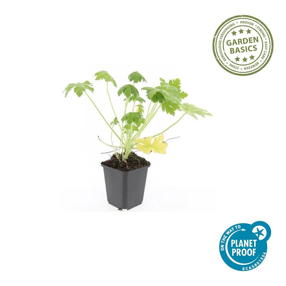 12x Geranium macr. 'Spessart' - ↕10-25cm - Ø9cm