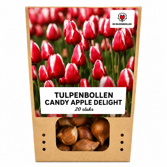 Tulpenbollen Candy Apple Delight – 20 Stuks | KH Bloembollen® | Rood-Witte Tulp – Frisse & Vrolijke Mix – Cadeau voor Tuin of Pot – Maat 11/12 – Vers van de Teler!