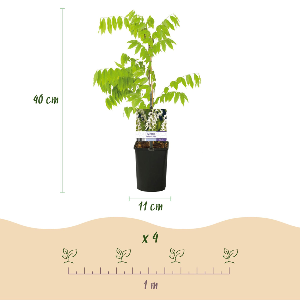 Blauwe regen - Wisteria floribunda Alba - Bloem Wit  - 1 plant - Pot 11cm Hoogte 40cm