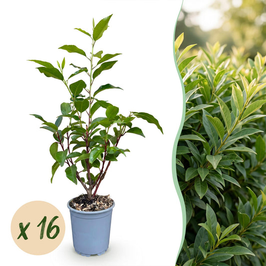 16x Prunus lusitanica Angustifolia - Portugese Laurier - Haagplanten - Groenblijvend - Groen - Pot 9cm - Hoogte 25-35cm