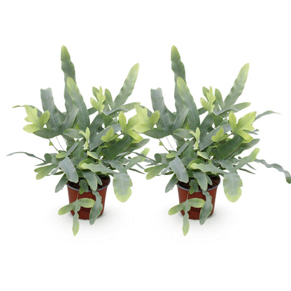 Kamerplant - Phlebodium aureum Blue Star - Blauwe Varen - Huisdiervriendelijk - Blauw - 2 Planten - Pot 12cm - Hoogte 25-30cm