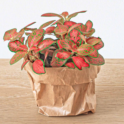 Planten terrarium navulling & Startpakket - 5 planten