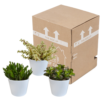 Crassula mix 10,5 cm - 3x - in witte pot