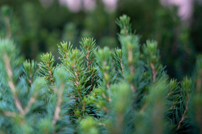 12x Mini-kerstboom - ↑15-20 cm - Ø 6 cm Picea Glauca Perfecta