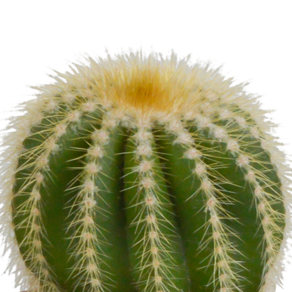 Cactus mix 8.5 cm - 3x - in witte pot