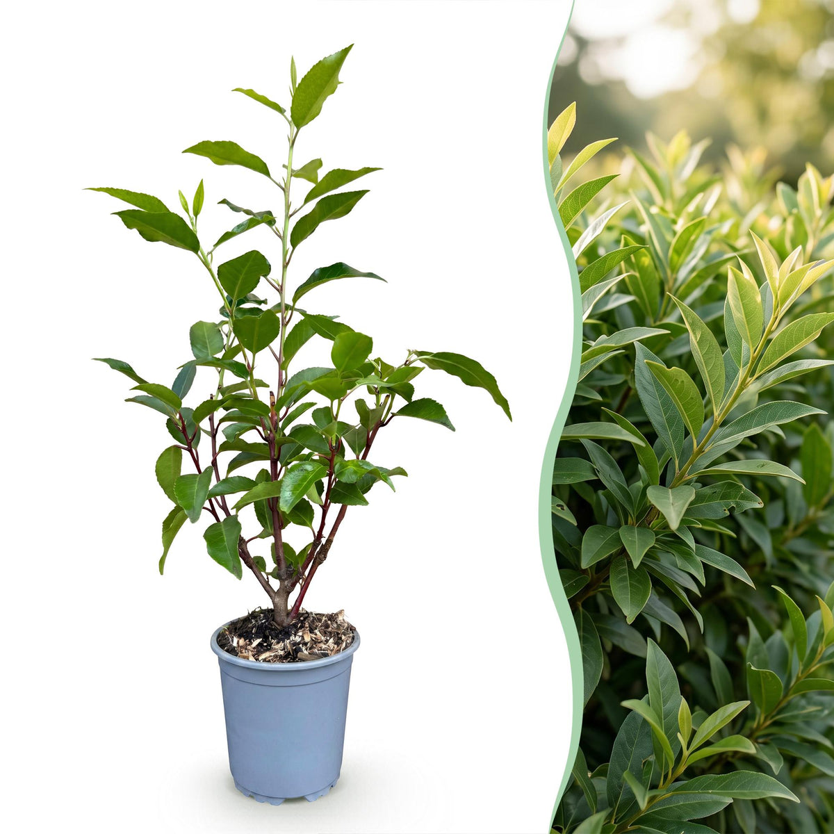 16x Prunus lusitanica Angustifolia - Portugese Laurier - Haagplanten - Groenblijvend - Groen - Pot 9cm - Hoogte 25-35cm