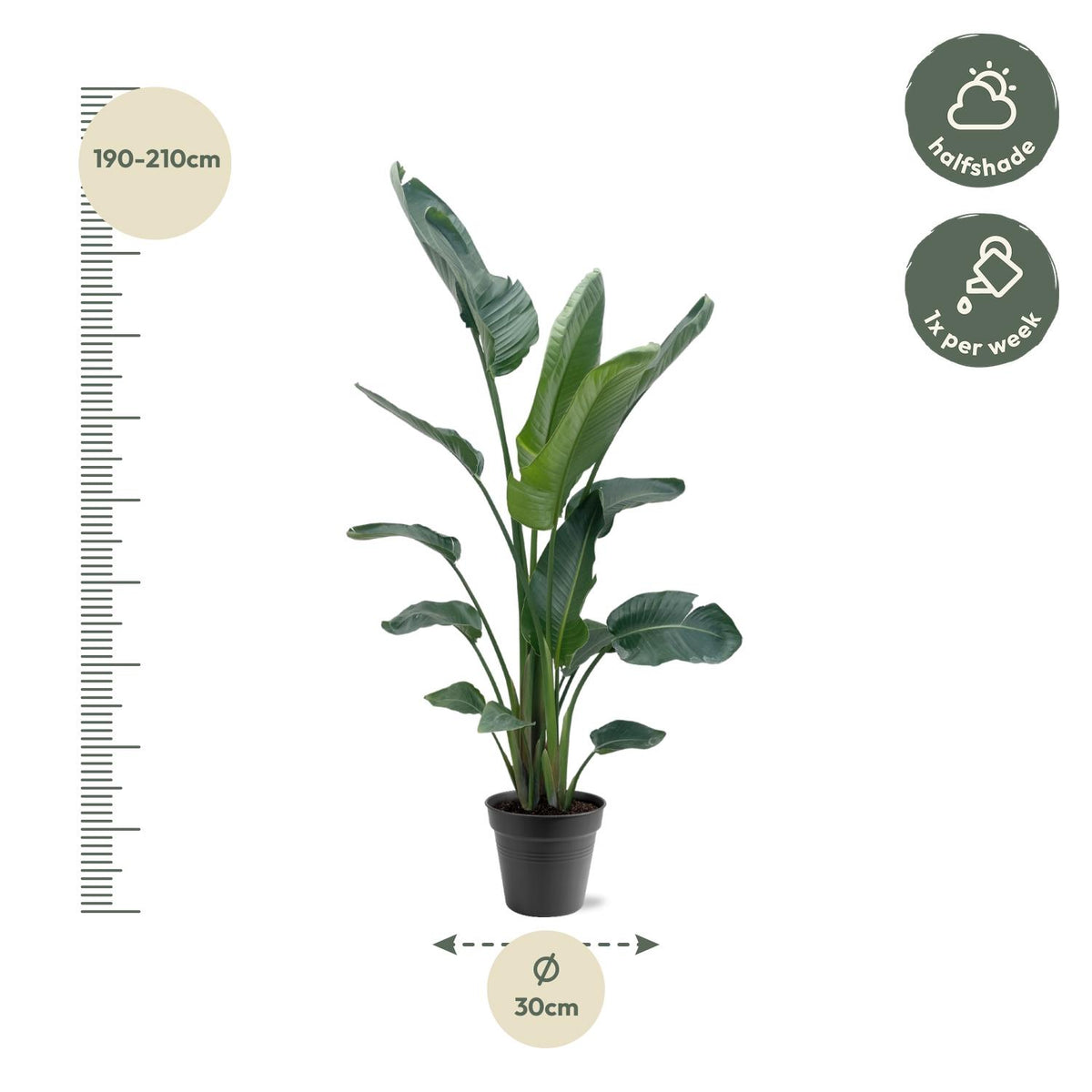 Strelitzia Nicolai XXL - 190 - 225 cm - ø34-45