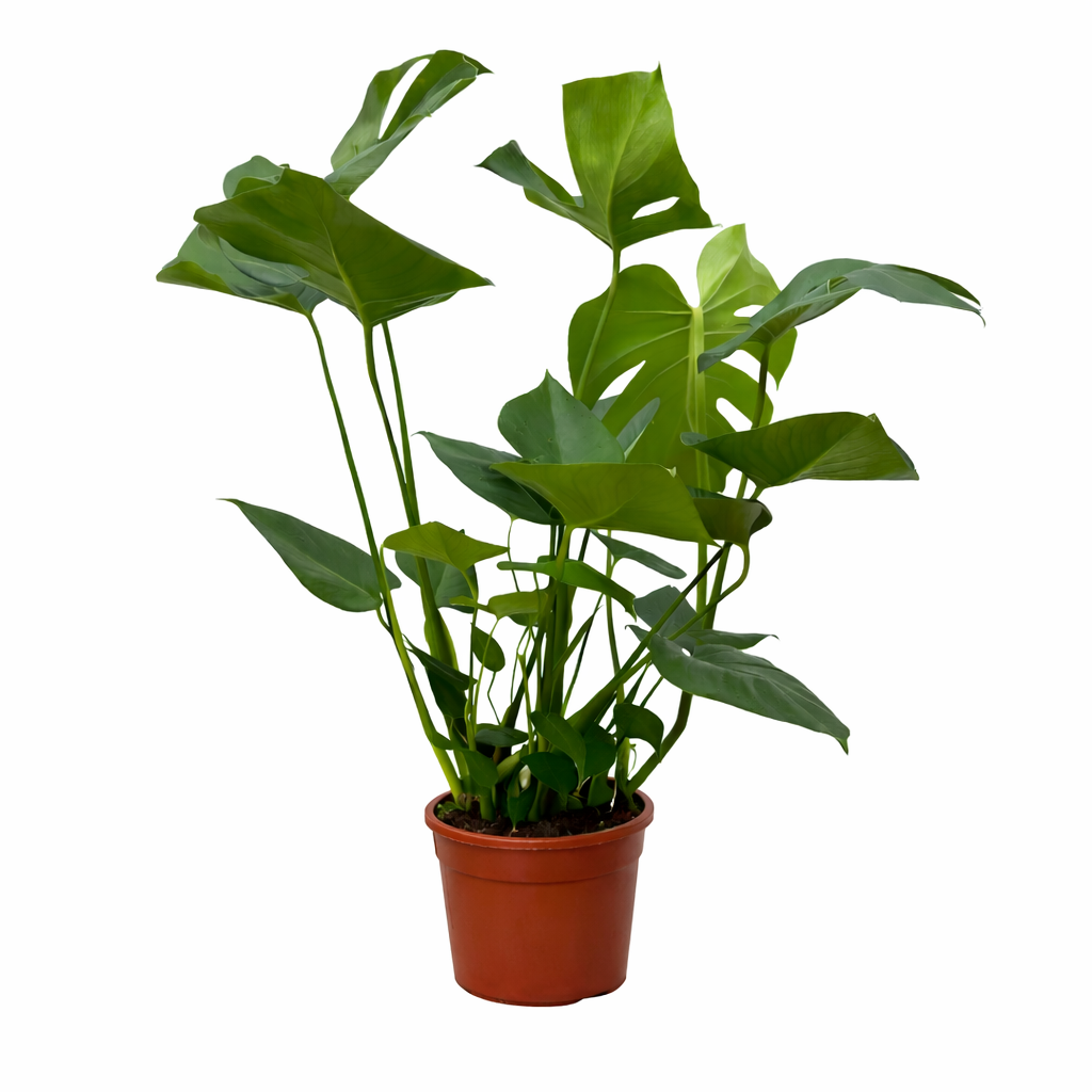 Monstera - 70cm