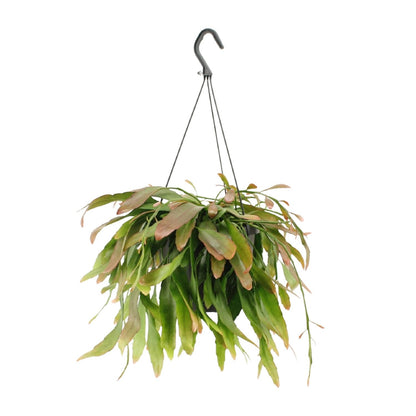 Rhipsalis Red Coral - Ø17cm - ↕25cm
