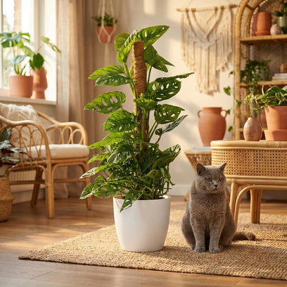 Kamerplant - Monkey Mask - Monstera Andansonii Mosstok - Groen - Weinig onderhoud - 1 Plant - met Potter Wit - Pot 19cm - Hoogte 90cm