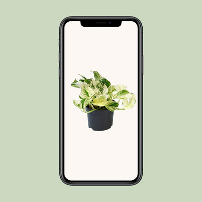 PROMO - Epipremnum Happy Leaf - Scindapsus - Ø12cm - ↕15cm