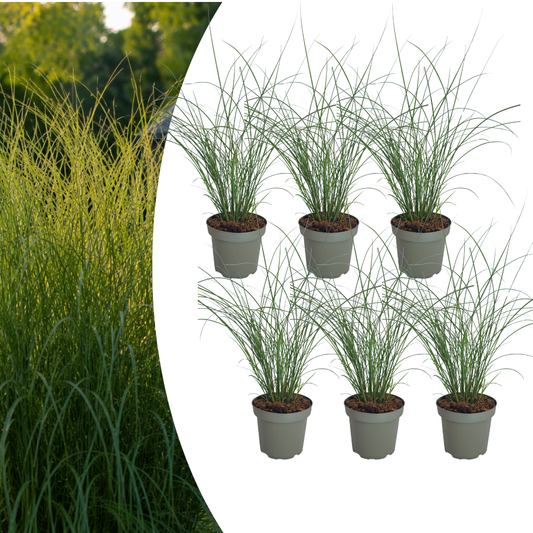 6x Miscanthus sinensis ‘Gracillimus’ – Elegant prachtriet met sierlijk overhangend blad | Potmaat 12 cm