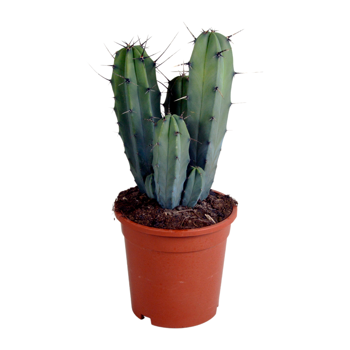 Myrtillocactus geometrizans 17 cm - zonder pot