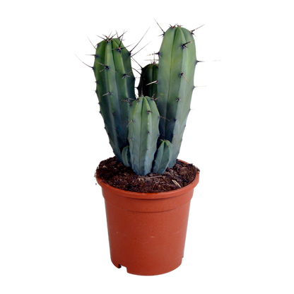 Myrtillocactus geometrizans 17 cm - zonder pot