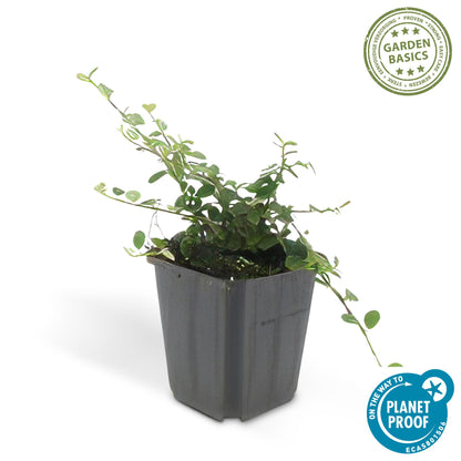 60x Cotoneaster pr. 'Queen of Carpets' - ↕10-25cm - Ø9cm