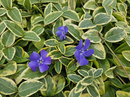 6x Vinca minor 'Aureovariegata' - ↕10-25cm - Ø9cm