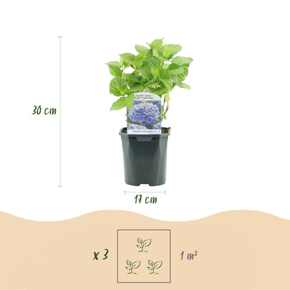 Hortensia - Hydrangea macrophylla Tricolour - Bloem Blauw, Roze en Wit  - 3 Planten - Bladverliezend - Weinig Onderhoud - Pot 17cm Hoogte 30cm